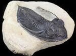 Bargain, Zlichovaspis Trilobite #43460-1